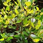 Eugenia buxifolia Bois de nèfles à petites feuilles Myrtaceae Endémique La Réunion 24.jpeg