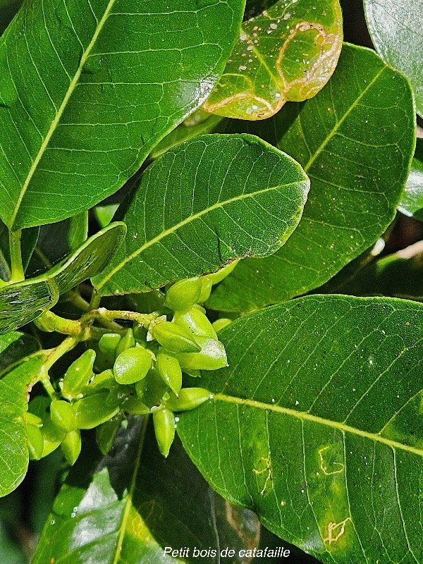 Melicope borbonica Petit bois de catafail le Rutaceae Endémique La Réunion 20.jpeg