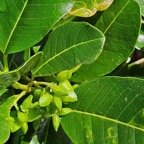 Melicope borbonica Petit bois de catafail le Rutaceae Endémique La Réunion 20.jpeg