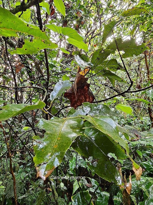 Ocotea obtusata Cannelle marron Lauracea e Endémique La Réunion, Maurice 4.jpeg