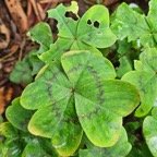 Oxalis tetraphylla Tre?fles a? quatre feui lles Oxalidaceae Sténonaturalisé 323.jpeg