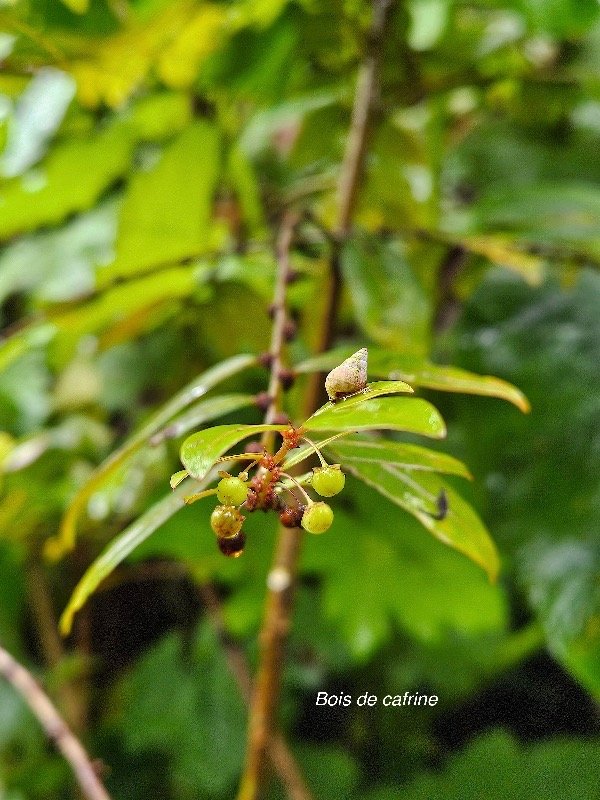Phyllanthus phillyreifolius bois de cafrine Phyll anthaceae endémique La Réunion, Maurice 25.jpeg
