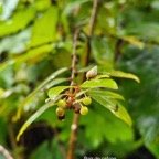 Phyllanthus phillyreifolius bois de cafrine Phyll anthaceae endémique La Réunion, Maurice 25.jpeg