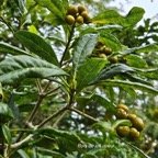 Pittosporum senacia Bois de joli coeur Pi ttosporaceae Indigène La Réunion 10.jpeg