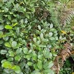 Sideroxylon borbonicum  Bois de fer ba?tar d Sapotaceae Endémique La Réunion 43.jpeg