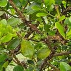 Tambourissa elliptica var micrantha Bois de bomb arde Monimiaceae Endémique La Réunion 135.jpeg