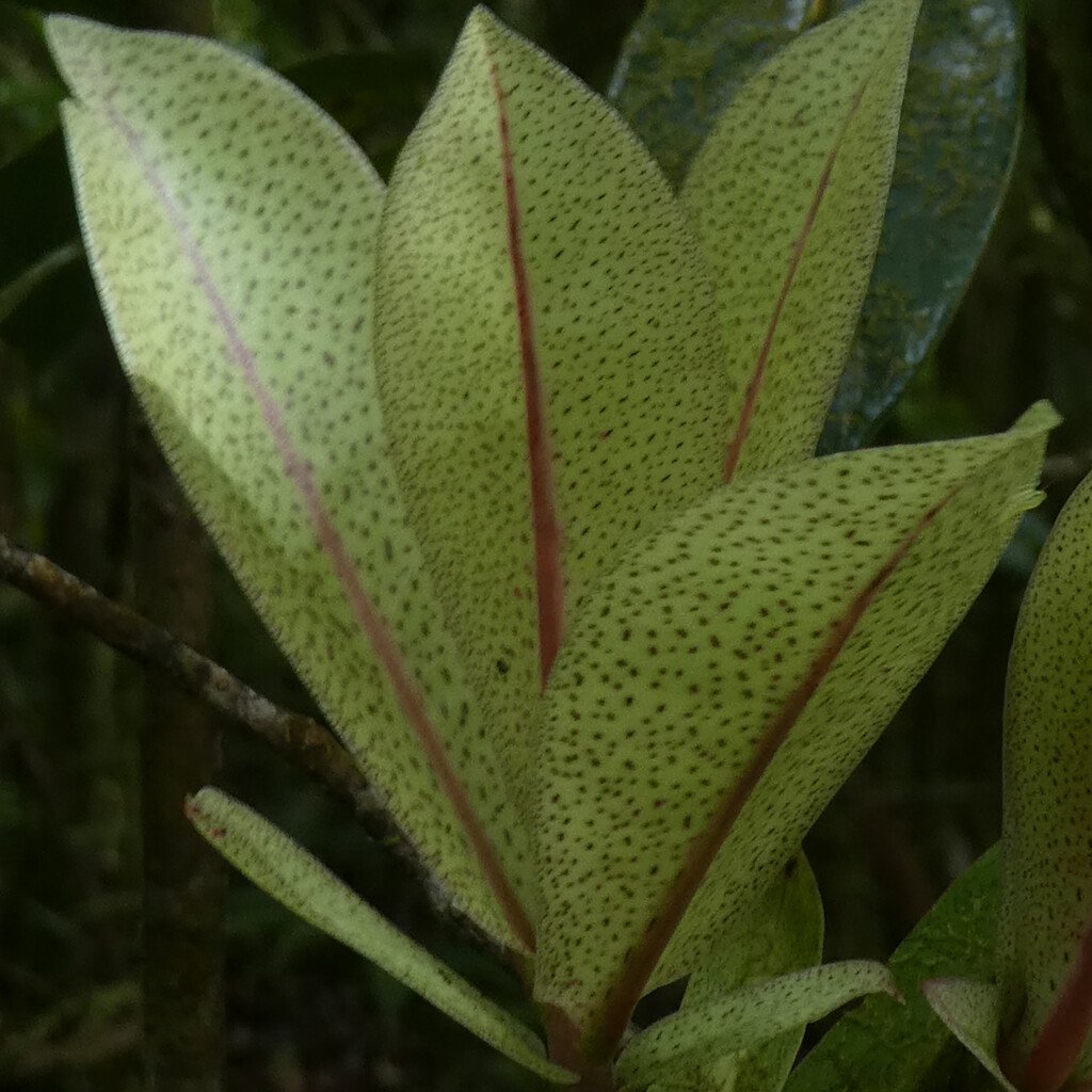 Badula grammisticta-Bois de savon-PRIMULACEAE-Endemique Reunion