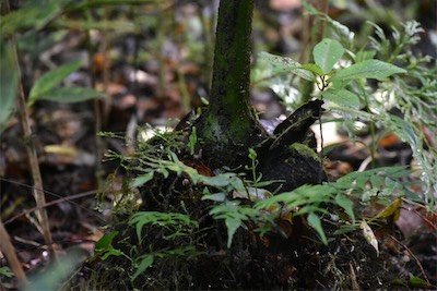 Ptisana fraxinea-Carapace Fougere tortue-MARATTIACEAE-Indigene Reunion