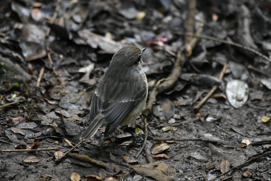 Saxicola-tectes-Tectec-MUSCICAPIDAE-Endemique Reunion