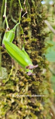 11 Angraecum caulescens Orchidaceae ENDEMIQUE MASCAREIGNES 