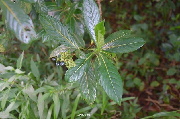 27 Gaertnera vaginata Losto CAFE Rubiaceae ENDEMIQUE LA REUNION