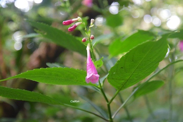 30 Strobilanthes hamiltonianus Califon Acanthaceae AMPHINATURALISE TRES ENVAHISSANT