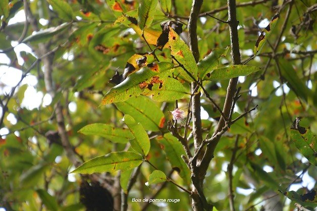 32 Syzygium cymosum Bois de pomme rouge Myrtaceae, ENDÉMIQUE LA RÉUNION, MAURICE