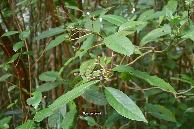 33 Chassalia corallioides Bois de corail Rubiaceae ENDEMIQUE LA REUNION