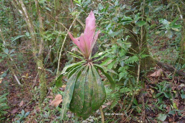 43   Badula borbonica Bois de savon Primulaceae ENDEMIQUE LA REUNION 