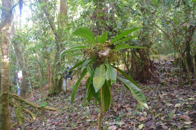 45  Badula borbonica Bois de savon Primulaceae ENDEMIQUE LA REUNION
