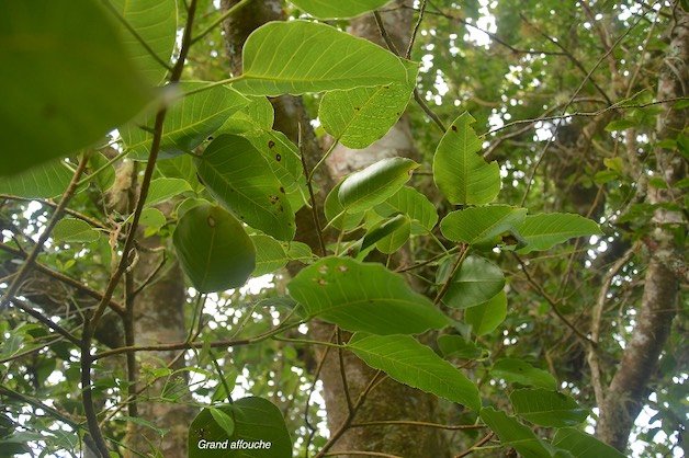 49 Ficus densifolia Grand affouche Moraceae ENDEMIQUE LA REUNION, MAURICE 