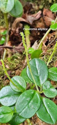 7 Peperomia elliptica Piperaceae ENDEMIQUE LA REUNION, MAURICE 