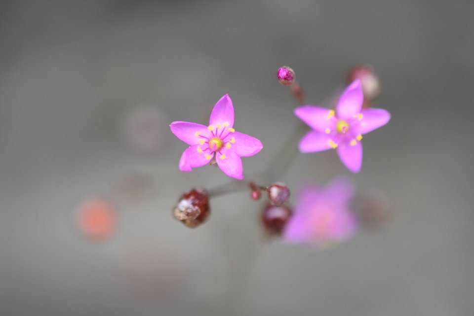 Talinum paniculatum - Herbe onze heures - TALINACEAE - Exotique - MAB_9134