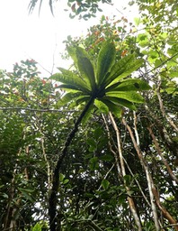 Badula borbonica . bois de savon .myrsinaceae.endémique Réunion.P1850994