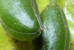 Bois de Quivi (fruit) (2)+