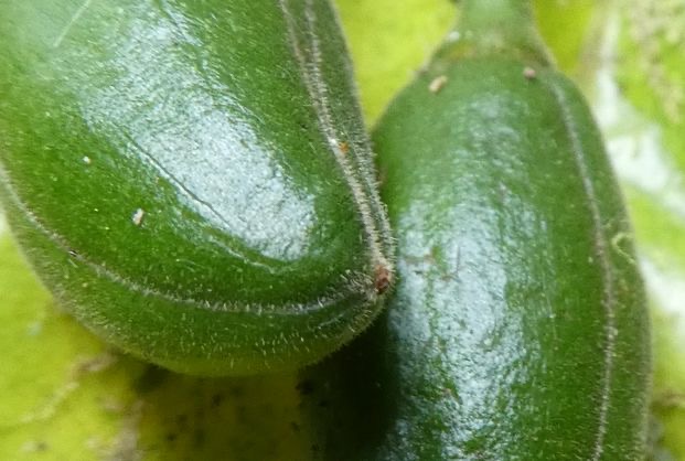 Bois de Quivi (fruit) (2)+