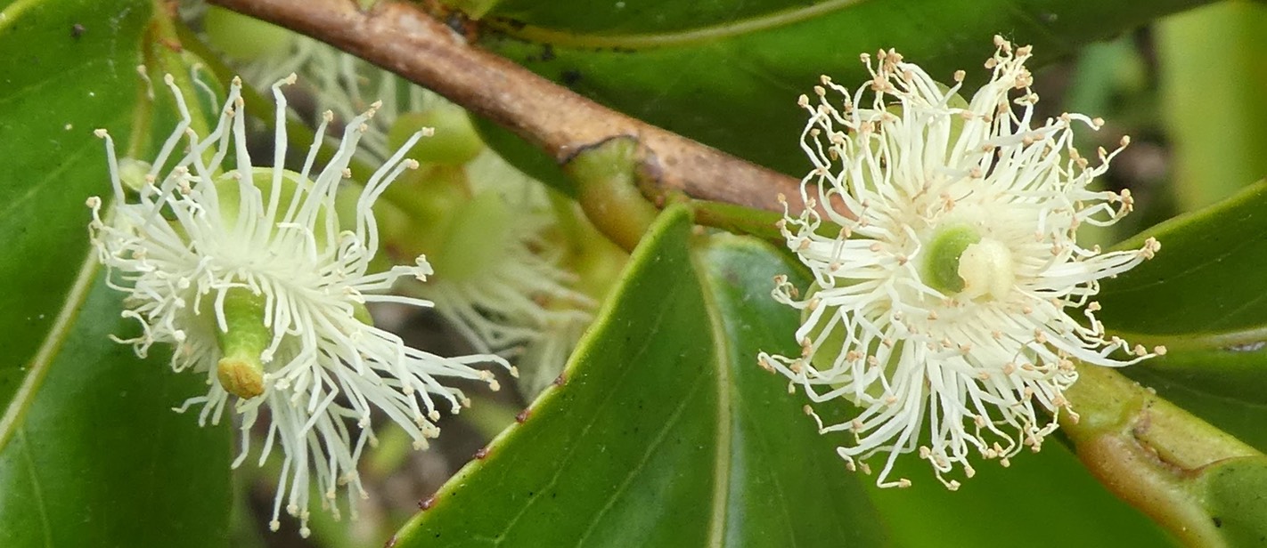 change écorce (4)++