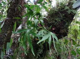 Cheiroglossa malgassica - OPHOGLOSSACEAE - Endémique région malgache -DSC02627