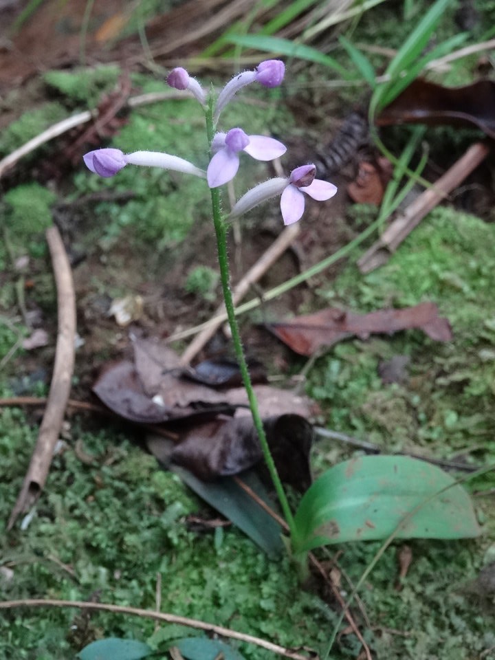 Cynorkis inermis - ORCHIDOIDEAE - Indigène Réunion - DSC02620