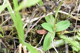Cynorkis rosellata - ORCHIDOIDEAE - Indigène Réunion - MAB_9507