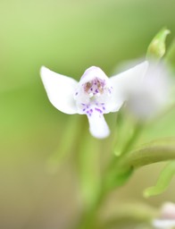 Cynorkis rosellata - ORCHIDOIDEAE - Indigène Réunion - MAB_9509b