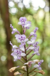 Cynorkis squamosa - ORCHIDOIDEAE - Indigène Réunion - MAB_9520