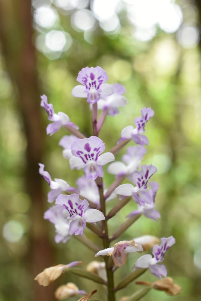 Cynorkis squamosa - ORCHIDOIDEAE - Indigène Réunion - MAB_9520