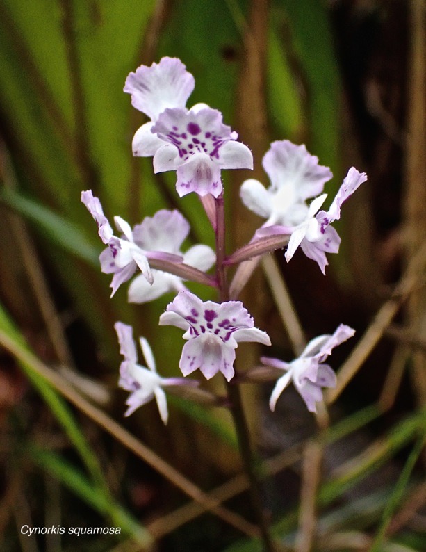 Cynorkis squamosa .orchidaceae.endémique Réunion .Maurice PA200012