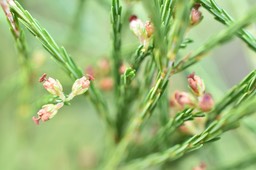 Erica arborescens (fleurs) - Branle filao - ERICACEAE - Endémique Réunion - MAB_9505