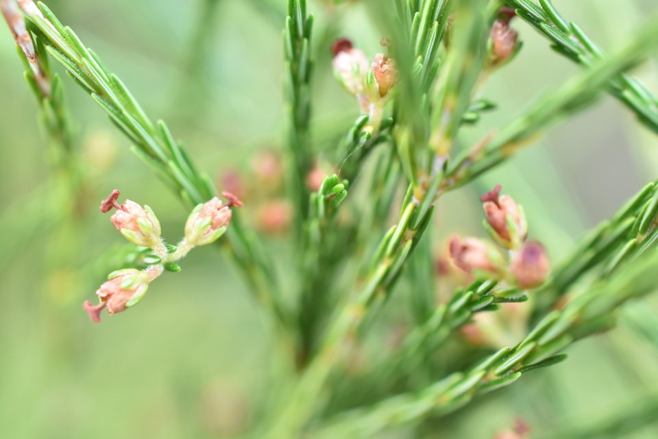 Erica arborescens (fleurs) - Branle filao - ERICACEAE - Endémique Réunion - MAB_9505