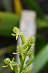 Habenaria praelta - ORCHIDOIDEAE - Indigène Réunion - MAB_9488