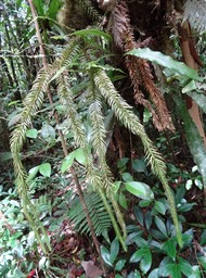 Huperzia squarrosa - LYCOPODIACEAE - Indigène Réunion, Maurice - 
