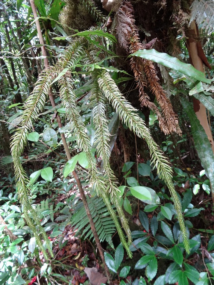 Huperzia squarrosa - LYCOPODIACEAE - Indigène Réunion, Maurice - 