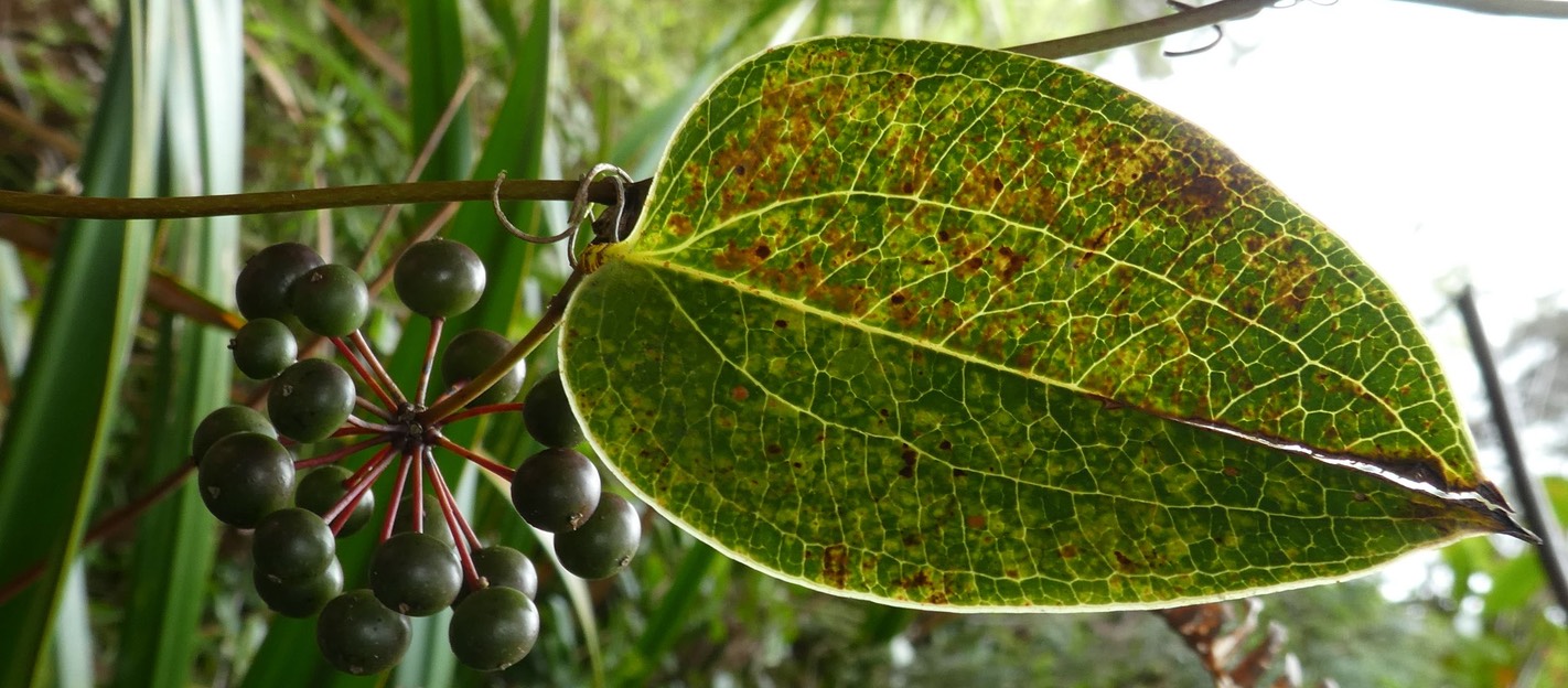 Liane croc de chien (4)++