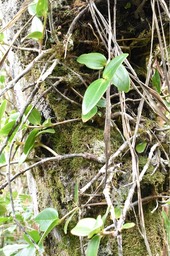 Medinilla loranthoides - MELASTOMATACEAE - Endémique Réunion - MAB_9533