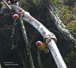Medinilla loranthoides.(espèce épiphyte )melastomataceae.endémique Réunion;P1860058