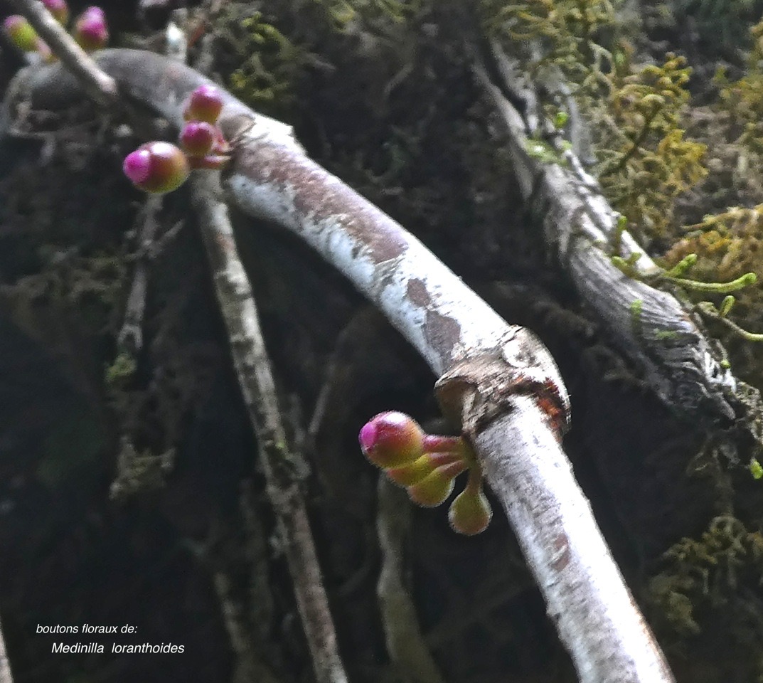 Medinilla loranthoides.(espèce épiphyte )melastomataceae.endémique Réunion;P1860058