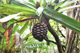 Pandanus purpurascens - Pimpin des Hauts - PANDANACEAE - Endémique Réunion - MAB_9518