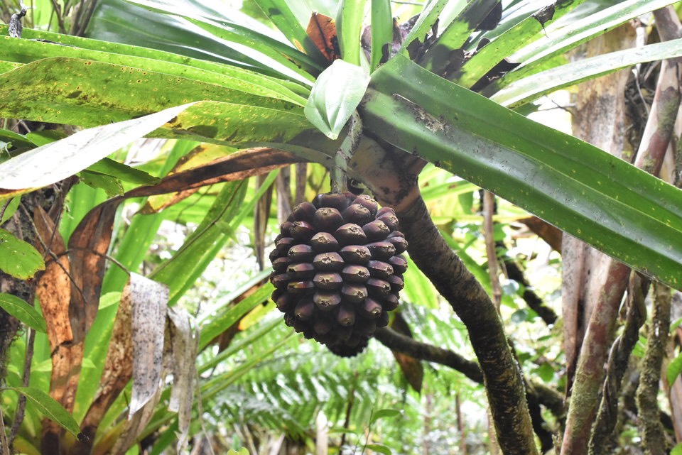 Pandanus purpurascens - Pimpin des Hauts - PANDANACEAE - Endémique Réunion - MAB_9518