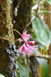 Syzygium cymosum - Bois de pomme rouge - MYRTACEAE - Endémique Réunion, Maurice - MAB_9524