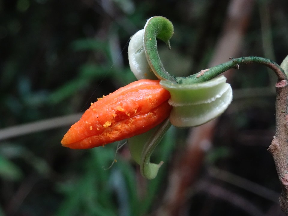 Turrea cadetii (fruit) - Bois de quivi - MELIACEAE - Endémique Réunion -  DSC02607