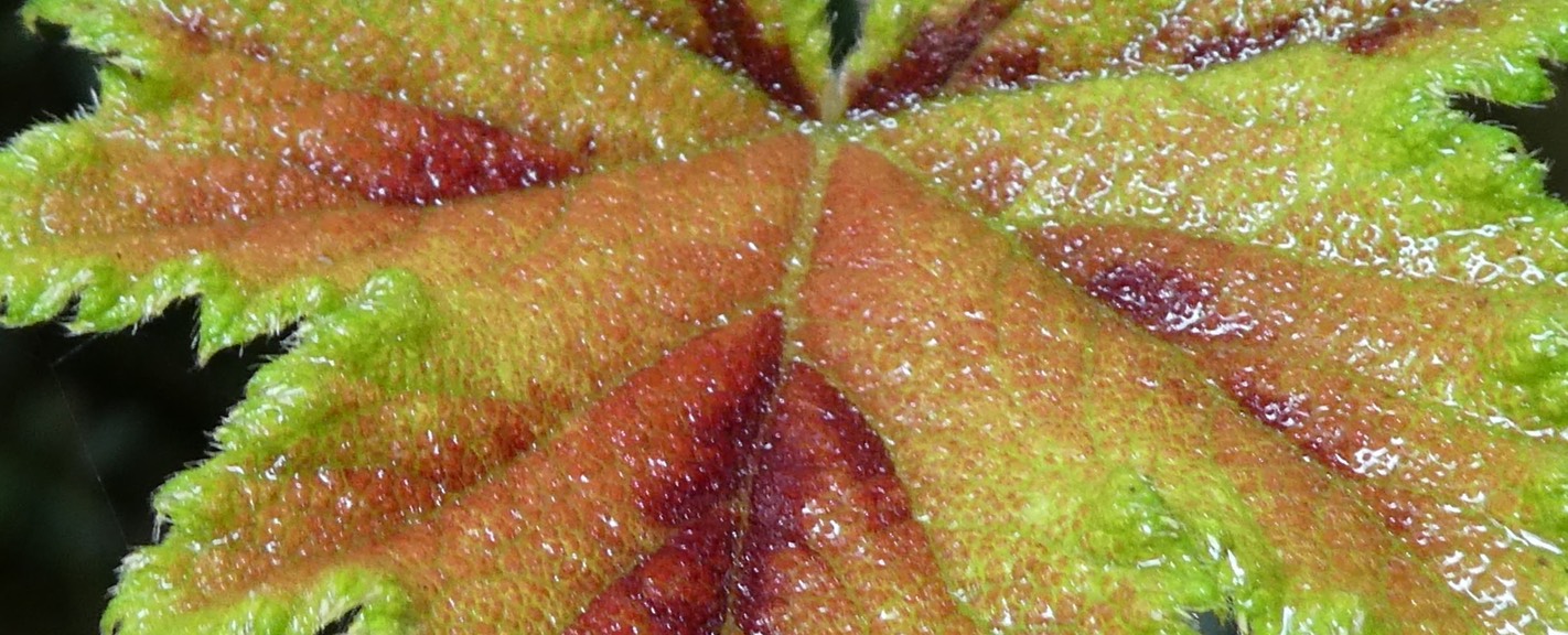 vigne marronne (2)++