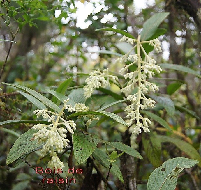 BC-11-Bois de raisin - Bertiera rufa- RUBIACEAE-E.jpg