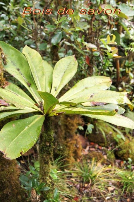 BC-12-Bois de savon- Badula borbonica- MYRSINACEAE-E.jpg